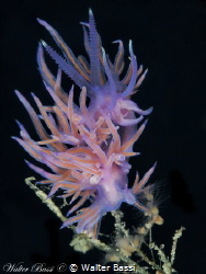 Flabellina affinis by Walter Bassi 